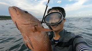阿峰水下暗礁果然又出大魚，好久不見大紅魚都變大胖子了！ 【探海漁人】