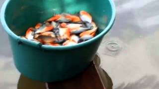 This is How they Fish Piranhas in Brazil