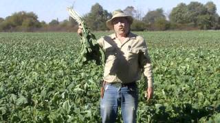 Hybrid Brassica - T-Raptor