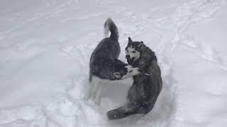 Brother and Sister Siberian Huskies Fight in the Snow (with doggy headlock)