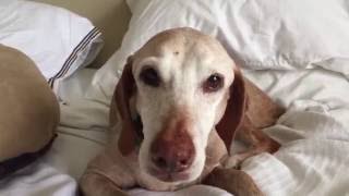 Vizsla Jaw Teeth Chattering