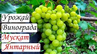 Виноград Мускат Янтарный. Урожай