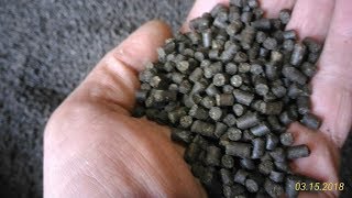 Как клариевый сом поедает качественный корм ! How does the claire catfish eat quality food