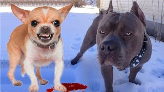 САМЫЕ СИЛЬНЫЕ И ОПАСНЫЕ СОБАКИ #1