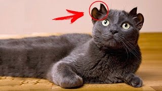 10 СТРАШНЫХ секретов о КОТАХ