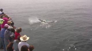 Whale Watching in Gloucester MA with Cape Ann Whale Watch