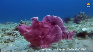 Diving at Blue Lagoon Padang Bay (Bali) with Southern Dreams Diving Club