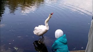 ВЕСНА...ЛЕБЕДИ.ЧАЙКИ.РЕЛАКС