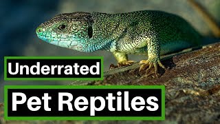 Top 5 Underrated reptiles