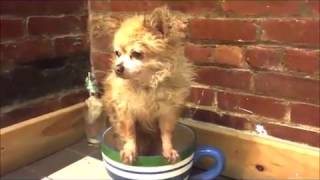 Dog give's refusals, what to-do, Dirty Farm dog to fat to fit in Cup