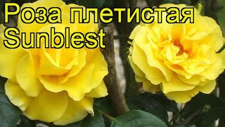 Роза плетистая Санблест. Краткий обзор, описание характеристик, где купить саженцы Sunblest