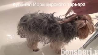 Как помыть Йоркширского терьера | моем йорка
