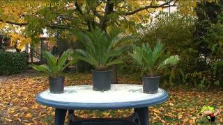 cycas
