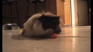 The Cutest Pet Guinea Pigs