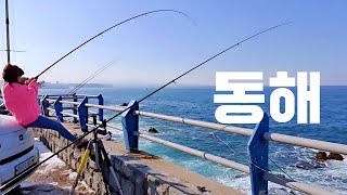 강원도동해 감성돔이 나온다는 묵호항 원투낚시