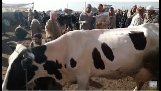 اسعار البقر الحلاب في سوق المواشي بالمحلة