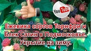Ежевика сортов Торнфри и Блек Сатин в Подмосковье. Укрытие на зиму.  Blackberry in Russia.