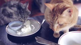 ТАЙНАЯ ЖИЗНЬ ДОМАШНИХ ЖИВОТНЫХ | КОТЫ ОБЕДАЮТ