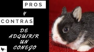 Pros Y Contras De Tener Un Conejo Como Mascota