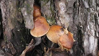 нашёл в январе зимние опята фламулина в Купянске вдоль реки Оскол