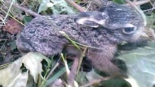 Как ОЛЕНИ сбрасывают рога,ЗАЙЦЫ и другие чудеса Белорусского леса