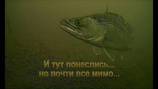 В поисках судака, подводные съёмки, приманки