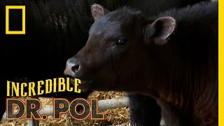 Holy Hemorrhoids! | The Incredible Dr. Pol