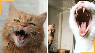 Cats Meowing | Funny Cat Meowing Compilation | Funny Cats Video 2020