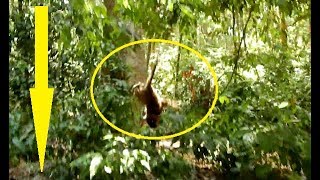 Poor baby Monkey lost Mom scare cry seizure fall down