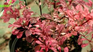 Випуск 61. Барбарис Тунберга Rose Glow