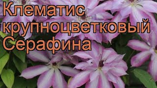 Клематис крупноцветковый Серафина (serafina) ? обзор: как сажать, рассада клематиса Серафина