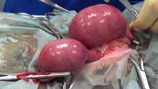 Удаление пиометры у кошки/remove pyometra in cats