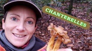 COMMENT PRÉPARER LES CHANTERELLES ! ??