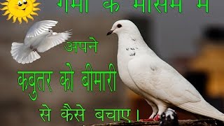 How to cure your pigeon control in summer by Aman Prabhakar
