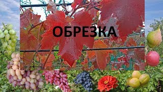 Обрезка винограда осенью. Задачи обрезки