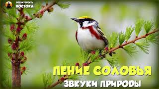 Пение соловья - звуки природы - music for meditation 60 min - музыка для медитации 60 минут