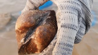 小章赶海，沙滩上遗落了一窝肥大的毛蛤蜊和章鱼，随便捡真爽呀！【赶海小章】