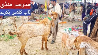 MADRASSA MANDI MAKHI CHEENI TOP CLASS Goats FOR SALE | بکرا سیل پوائنٹ