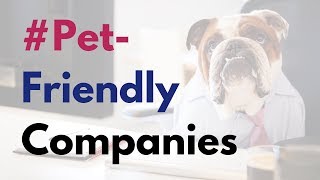 3 Benefits Of Working for A Pet-Friendly Company