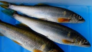 鮎のルアー友釣り　ヒットーシーン３つ