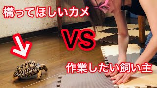 リクガメのために床を改造したら大変だったｗｗ