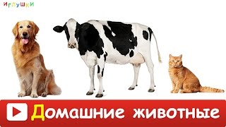 [ ДОМАШНИЕ ЖИВОТНЫЕ для ДЕТЕЙ ] с ГОЛОСАМИ. Развивающие ВИДЕО про животных для детей в HD