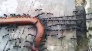 МУРАВЬИ ТЯНУТ СОСИСКУ В ДОМ