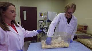 The Benefits of Rat Tickling