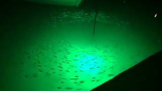 Green Blob Underwater Fishing Light causes Bait Fish Hurricane!