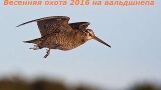 Весенняя охота 2016 на вальдшнепа,подборка мест и удачных выстрелов