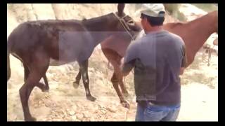 Virgin Mating Behavior of Donkeys - Donkey Mating with Female