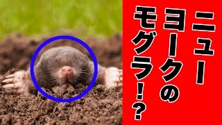 【都市伝説】ニューヨークのモグラ！？