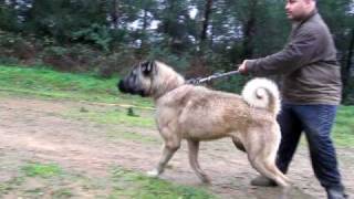 TURKISH SHEPHERD DOG TÜRK ÇOBAN KÖPEĞİ