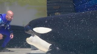 One Ocean (Full show/Full HD) Sept 11 2014 - 2pm SeaWorld San Diego